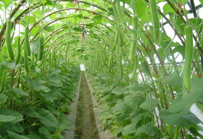 香蕉视频免费在线播放-香蕉视频入口大全种植基地